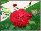 foto Rose